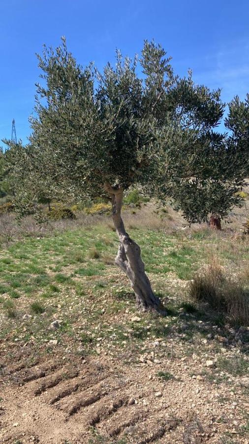 Le Relais De Tamaroque Otel Portel-des-Corbieres Dış mekan fotoğraf